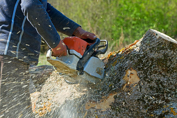 Large Tree Removal in Palmer Heights, PA